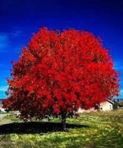 Autumn Blaze Maple Tree - Quart Pot Size - Landscape Ready