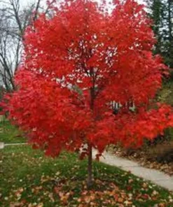 Autumn Blaze Maple Tree - Quart Pot Size - Landscape Ready