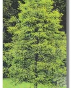 Bald Cypress Tree - Quart Pot - Deciduous Conifer