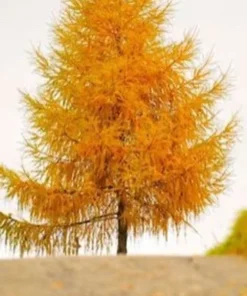 Bald Cypress Tree - Quart Pot - Deciduous Conifer