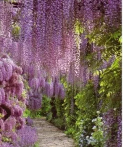 Blue Flowering Wisteria Plant - 2.5 Inch Pot - Vine - Garden Ready