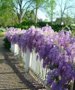 Blue Flowering Wisteria Plant - 2.5 Inch Pot - Vine - Garden Ready