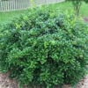 Burfordi Holly Plant - Quart Pot - Evergreen Shrub