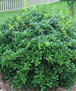 Burfordi Holly Plant - Quart Pot - Evergreen Shrub