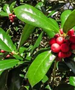 Burfordi Holly Plant - Quart Pot - Evergreen Shrub