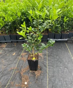 Burfordi Holly Plant - Quart Pot - Evergreen Shrub