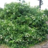 Button Bush Plant - Gallon Pot Size - Flowering Shrub