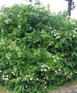 Button Bush Plant - Gallon Pot Size - Flowering Shrub