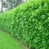 California Privet Plant - Quart Pot - Hedge Shrub