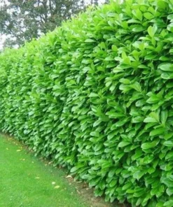 California Privet Plant - Quart Pot - Hedge Shrub