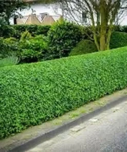 California Privet Plant - Quart Pot - Hedge Shrub