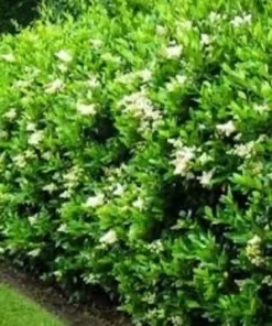 California Privet Plant - Quart Pot - Hedge Shrub