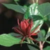 Carolina Allspice Sweetshrub Plant - Quart Pot - Flowering Shrub
