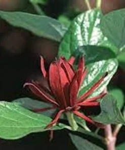 Carolina Allspice Sweetshrub Plant - Quart Pot - Flowering Shrub