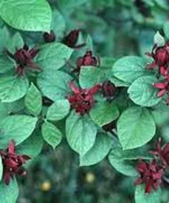 Carolina Allspice Sweetshrub Plant - Quart Pot - Flowering Shrub