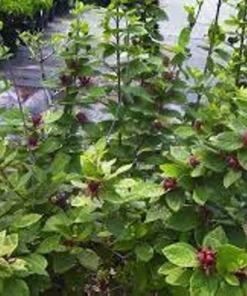 Carolina Allspice Sweetshrub Plant - Quart Pot - Flowering Shrub
