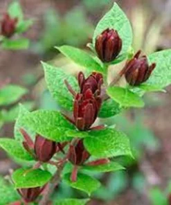 Carolina Allspice Sweetshrub Plant - Quart Pot - Flowering Shrub