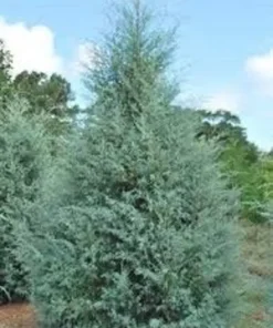 Carolina Cypress Tree Quart Pot - Fast Growing Evergreen