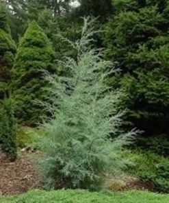 Carolina Cypress Tree Quart Pot - Fast Growing Evergreen
