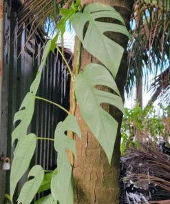 Cebu Blue Epipremnum Pothos Live Plant Well Rooted 4-5 Leaves Indoor Air Purifier