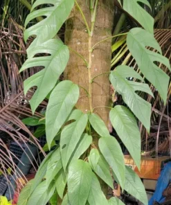 Cebu Blue Epipremnum Pothos Live Plant Well Rooted 4-5 Leaves Indoor Air Purifier