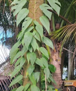Cebu Blue Epipremnum Pothos Live Plant Well Rooted 4-5 Leaves Indoor Air Purifier