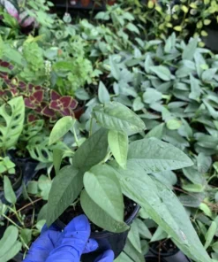 Cebu Blue Epipremnum Pothos Live Plant Well Rooted 4-5 Leaves Indoor Air Purifier