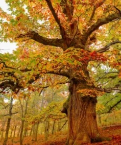 Chestnut Oak Seedling Quart Pot - Native Tree Sapling