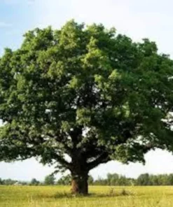 Chestnut Oak Seedling Quart Pot - Native Tree Sapling