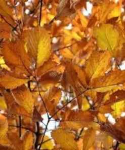 Chestnut Oak Seedling Quart Pot - Native Tree Sapling