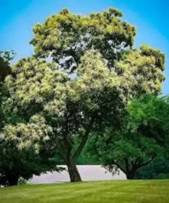 Chinese Chestnut Tree - Quart Pot Size - Fast Growing Shade Tree