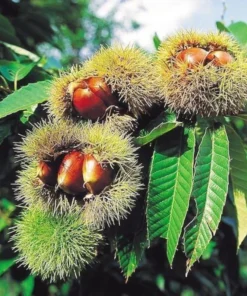Chinese Chestnut Tree - Quart Pot Size - Fast Growing Shade Tree