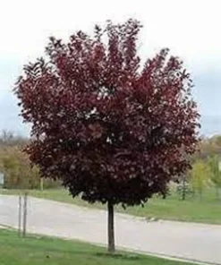 Choke Cherry Canadian Red Plant - 1 Gallon Pot - 2-3 ft Branched