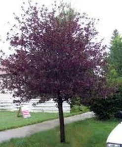 Choke Cherry Canadian Red Plant - 1 Gallon Pot - 2-3 ft Branched