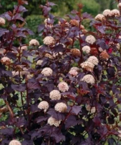 Crimson Diablo Ninebark Plant - 2.5 Inch Pot - Deciduous Shrub
