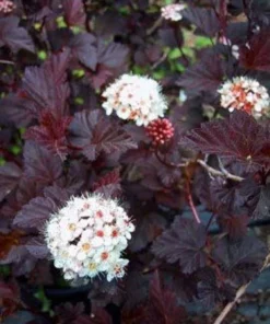 Crimson Diablo Ninebark Plant - 2.5 Inch Pot - Deciduous Shrub