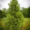 Cryptomeria Plant Quart Pot Evergreen Tree