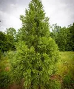 Cryptomeria Plant Quart Pot Evergreen Tree