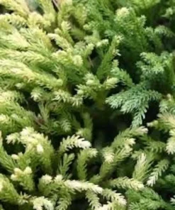 Cryptomeria Plant Quart Pot Evergreen Tree