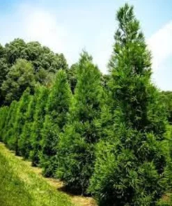 Cryptomeria Plant Quart Pot Evergreen Tree