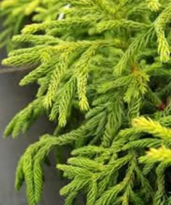 Cryptomeria Plant Quart Pot Evergreen Tree