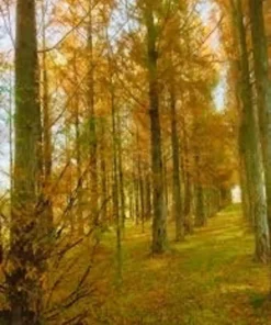 Dawn Redwood Tree Quart Pot - Deciduous Conifer - Fast Growing Shade Tree