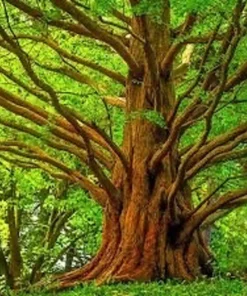 Dawn Redwood Tree Quart Pot - Deciduous Conifer - Fast Growing Shade Tree