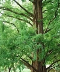 Dawn Redwood Tree Quart Pot - Deciduous Conifer - Fast Growing Shade Tree