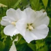 Diana Rose of Sharon Althea Flower Shrub - Quart Pot Size