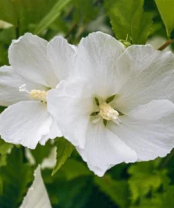 Diana Rose of Sharon Althea Flower Shrub - Quart Pot Size