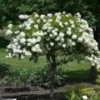 Diana Rose of Sharon Althea Plant - Gallon Pot - Flowering Shrub