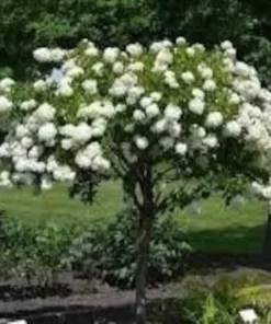 Diana Rose of Sharon Althea Plant - Gallon Pot - Flowering Shrub