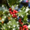 Dragon Lady Holly Plant - Quart Pot - Evergreen Shrub