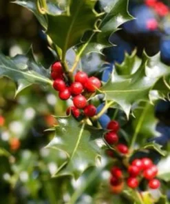 Dragon Lady Holly Plant - Quart Pot - Evergreen Shrub